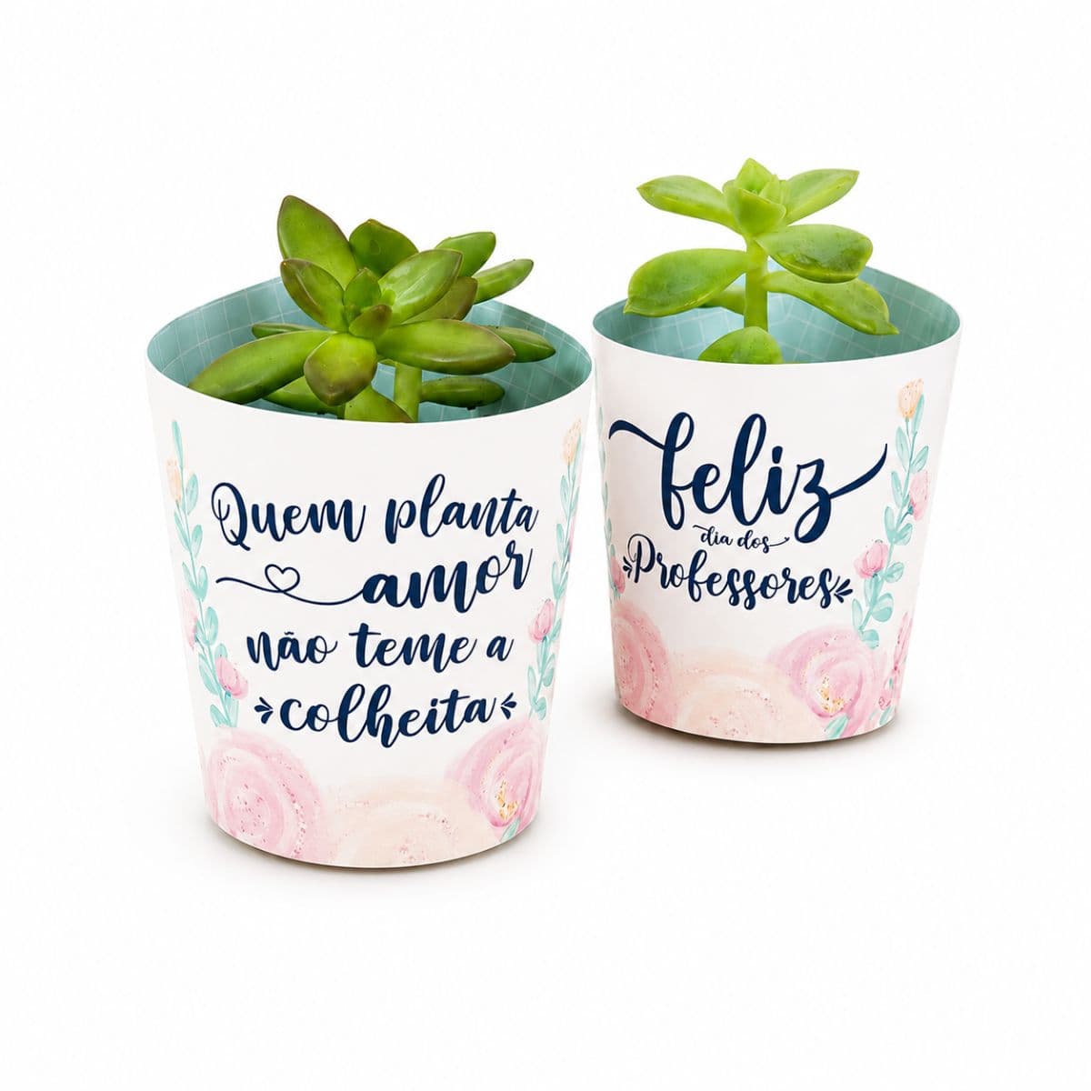 Mini suculentas